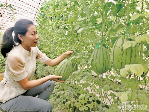 “亮牌计划”调查