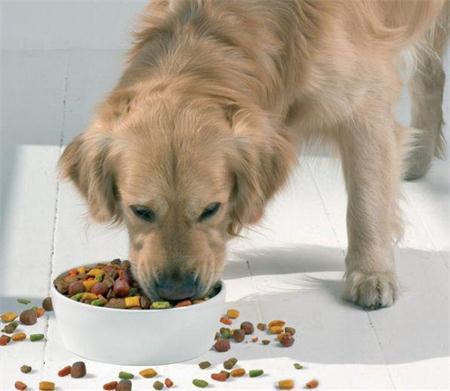 新西兰幼犬粮猫粮全阶段宠物食品饲料在广州港进口报关